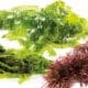 Mixtura de algas marinas en salazón