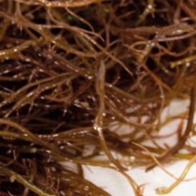Acheter Algue ogonori rouge en salaison 200g - Suralgas. Écologique