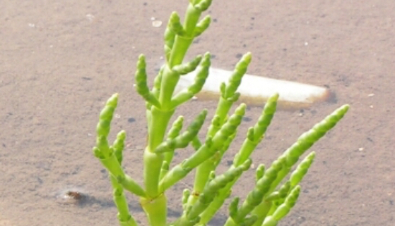 Planta salicornia