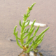 Planta salicornia